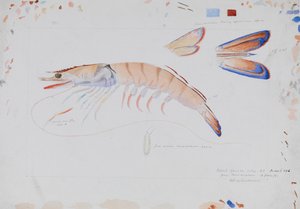 Prawn by Arthur Bartholomew